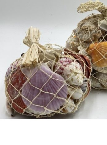 SEASHELLS IN ABACA