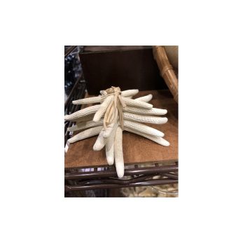 STARFISH BUNDLE