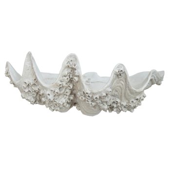 WHITE BARNACLE CLAMSHELL